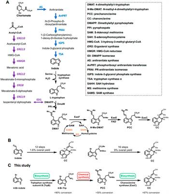 A hybrid system for the overproduction of complex ergot alkaloid chanoclavine